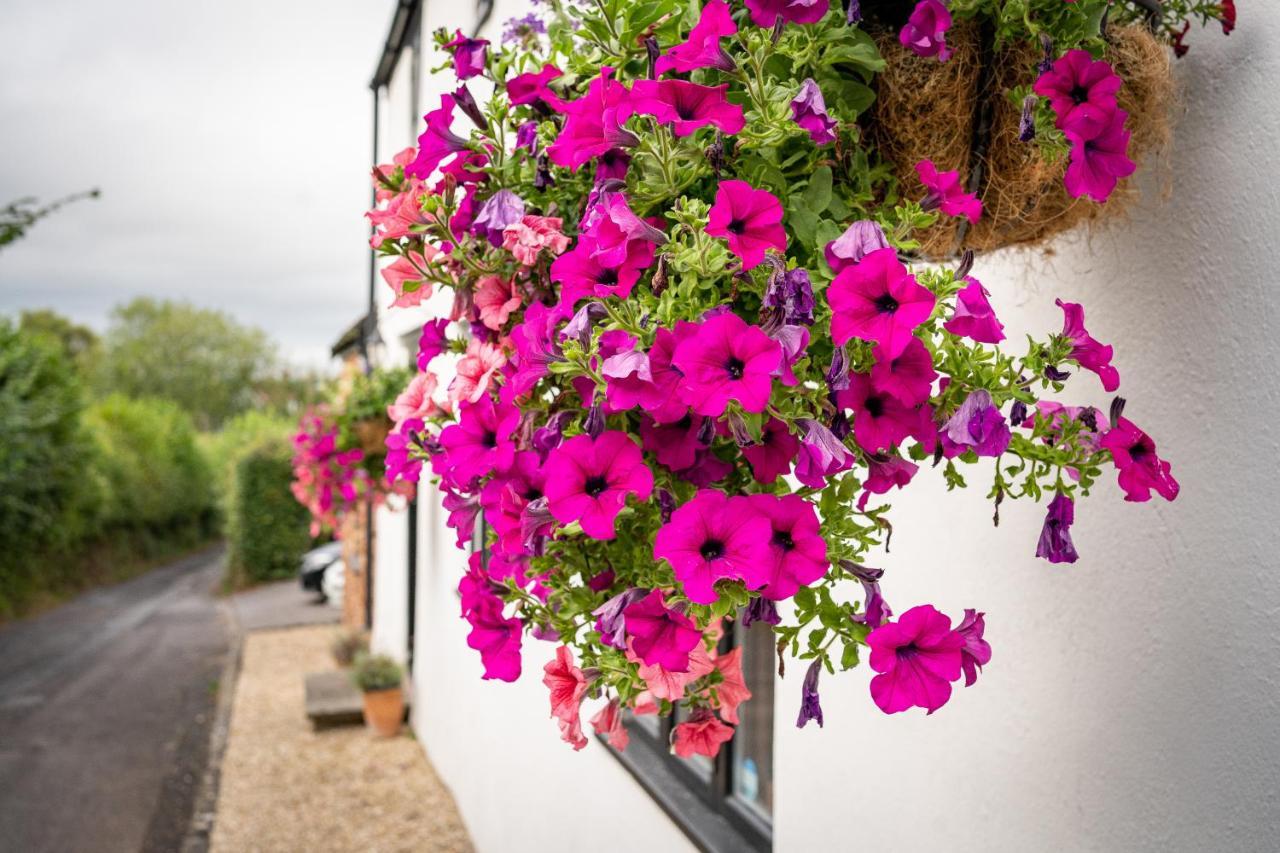 Woodview - Cosy 1840S Cottage In Chew Valley And Mendip Aonb Compton Martin Eksteriør billede
